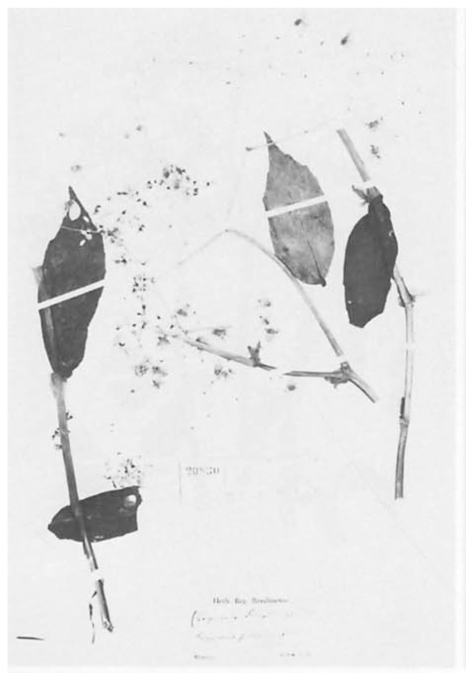 B. polygonifolia var. polygonifolia